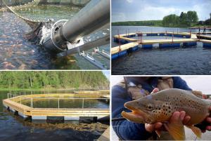 В Ленинградской области запущена новая линия по разведению форели